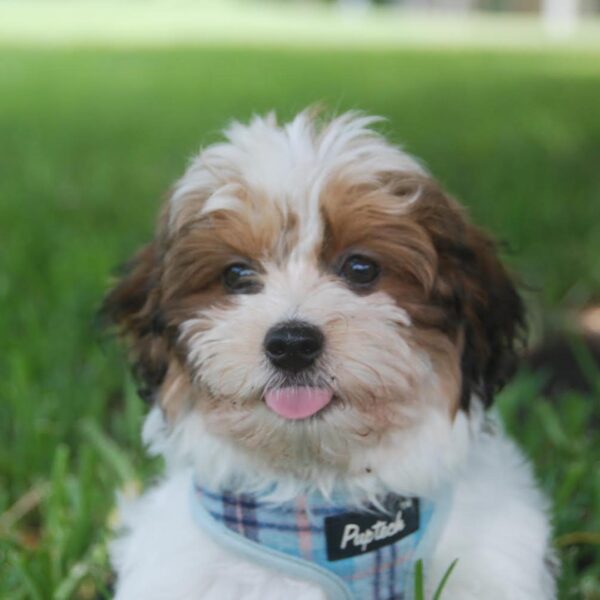 HAVANESE PUPPIES FOR SALE