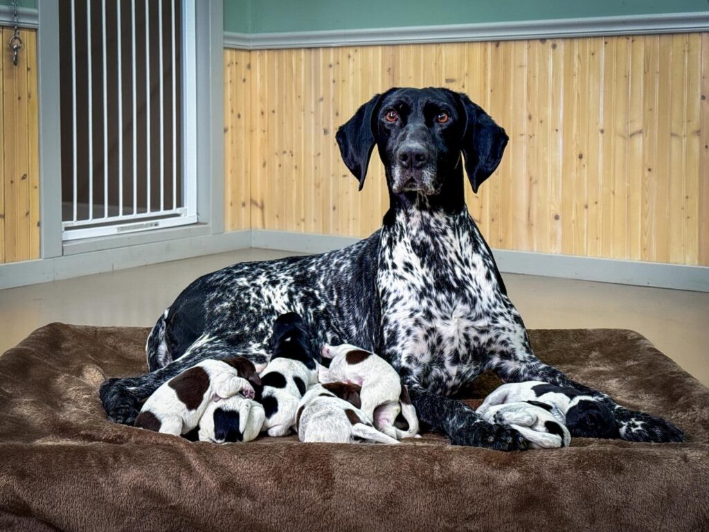 GSP PUPPIES FOR SALE NEAR ME