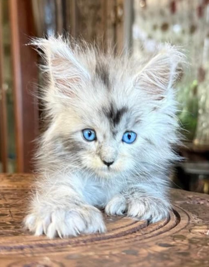BUY MAINE COON KITTEN