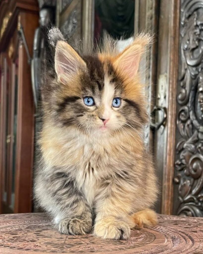 MAINE COON CATS FOR SALE