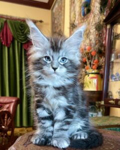 BUY MAINE COON KITTEN