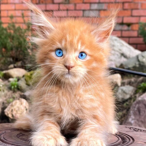MAINE COON FOR SALE