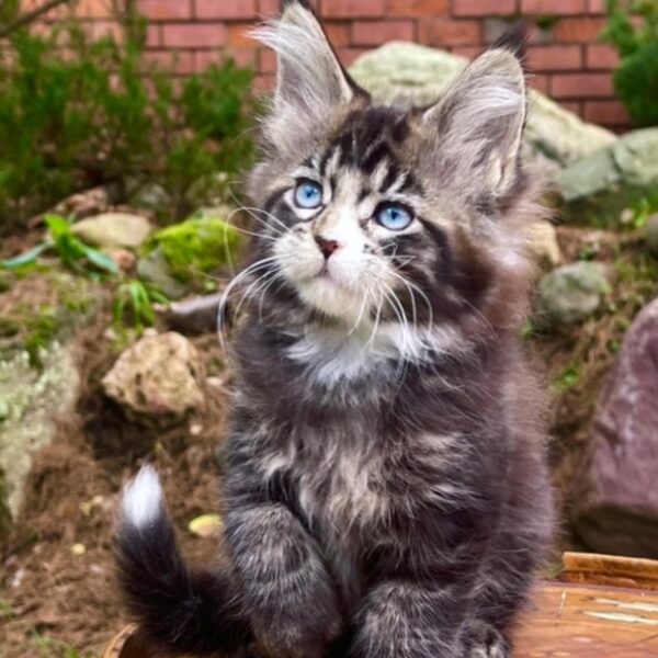 BUY MAINE COON KITTEN