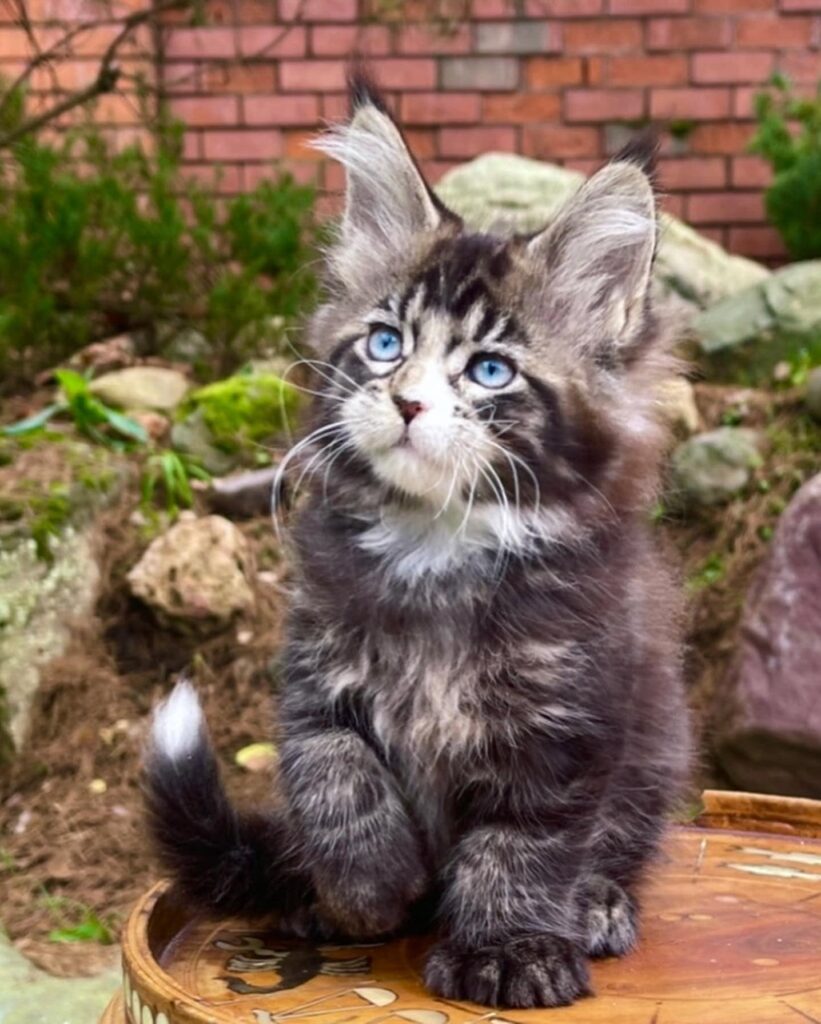 BUY MAINE COON KITTEN