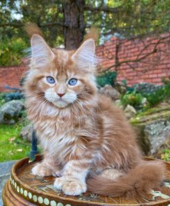 MAINE COON KITTENS FOR SALE