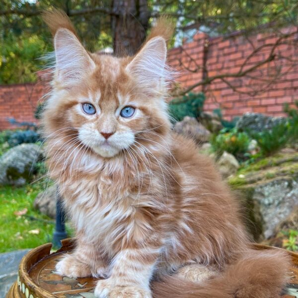MAINE COON KITTENS FOR SALE