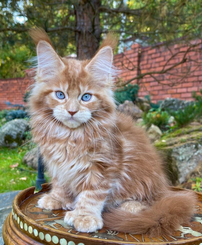 MAINE COON KITTENS FOR SALE