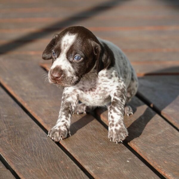 GERMAN SHORTHAIRED POINTER FOR SALE