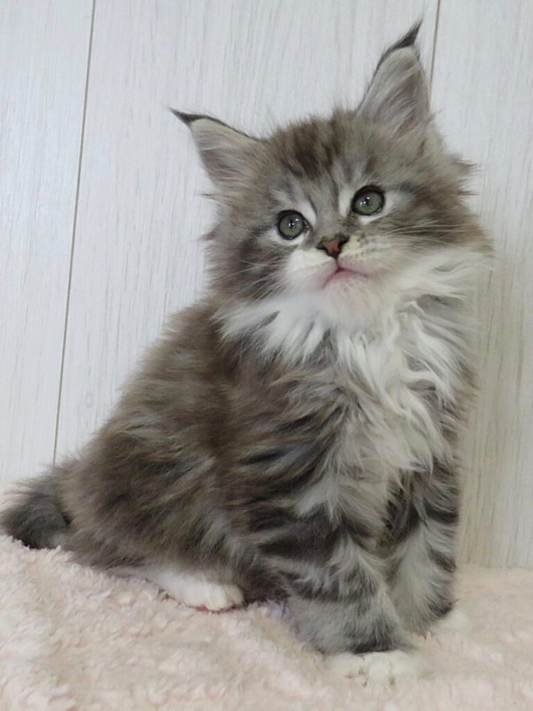 MAINE COON CATS FOR SALE CANADA