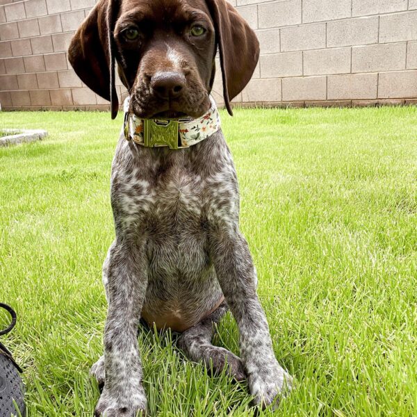 GSP PUPPY FOR SALE