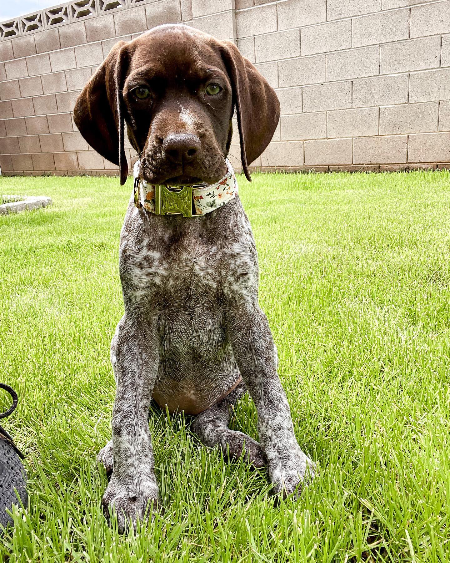 GSP PUPPY FOR SALE