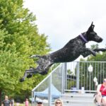 AKC GSP BREEDER