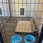GERMAN SHORTHAIRED POINTER BREEDER NEAR ME