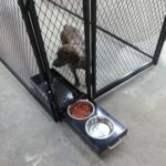 GSP PUPPIES FOR SALE NEAR ME