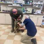 GSP BREEDER