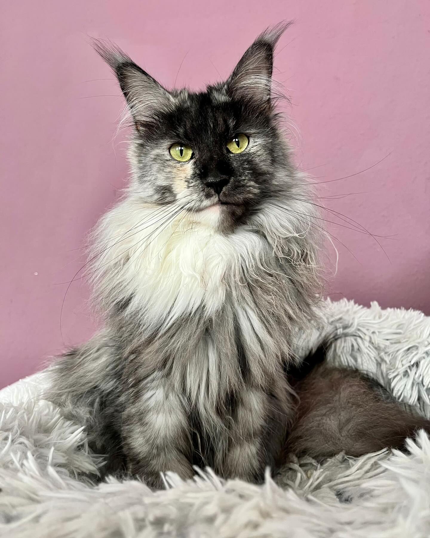 MAINE COON CAT