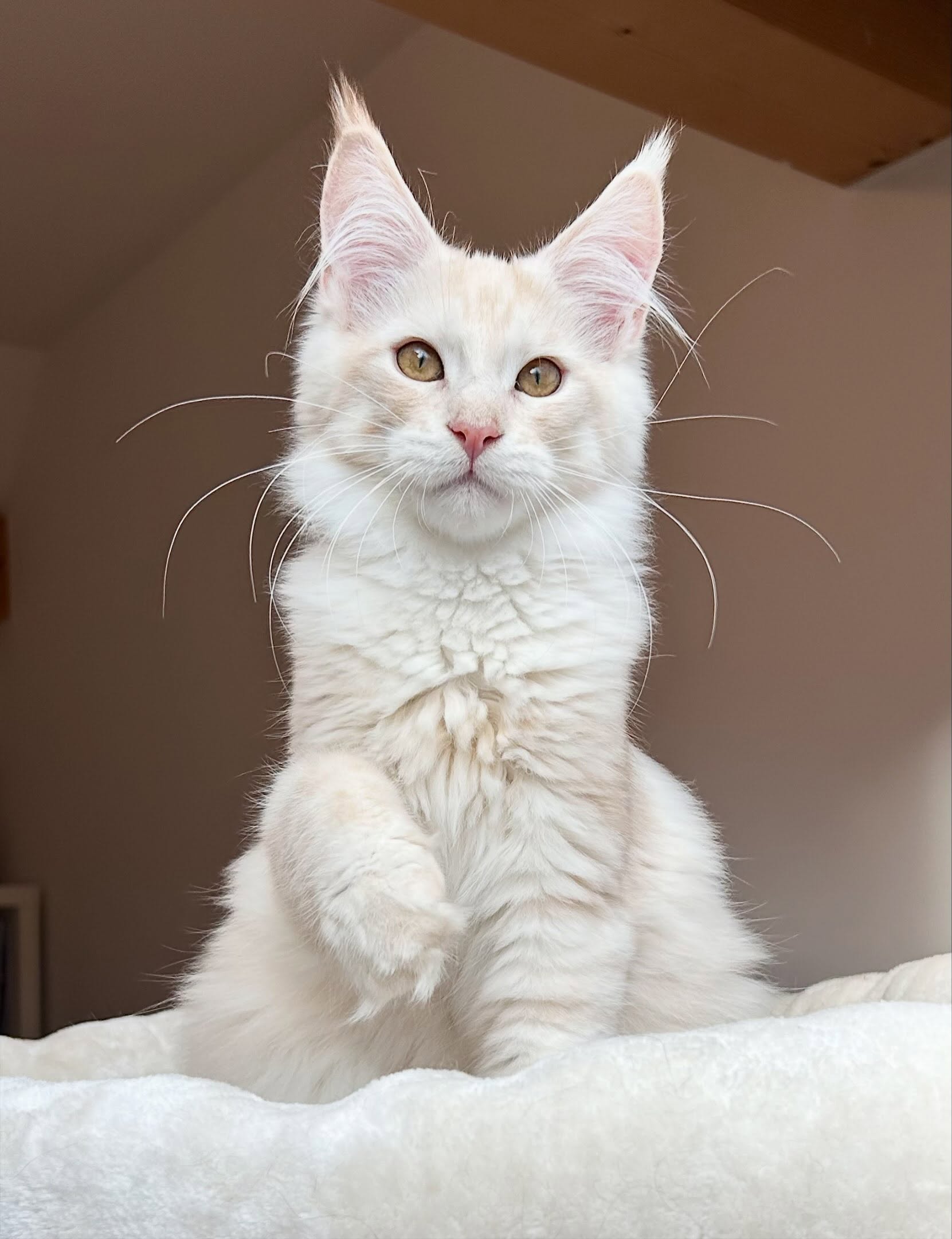 MAINE COON CAT FOR SALE NEAR ME
