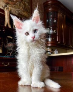BUY MAINE COON KITTENS