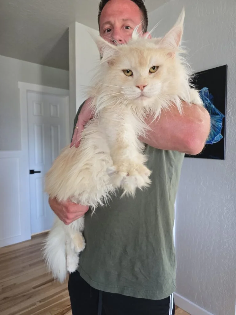 MAINE COON CATTERY CANADA