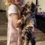 TICA REGISTERED MAINE COON KITTENS
