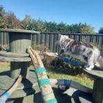 REPUTABLE MAINE COON BREEDERS CANADA