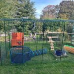 REPUTABLE MAINE COON BREEDERS CANADA