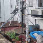 MAINE COON KITTEN BREEDERS ONTARIO