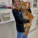 MAINE COON KITTEN BREEDERS ONTARIO