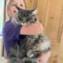 MAINE COON KITTENS FOR SALE BC