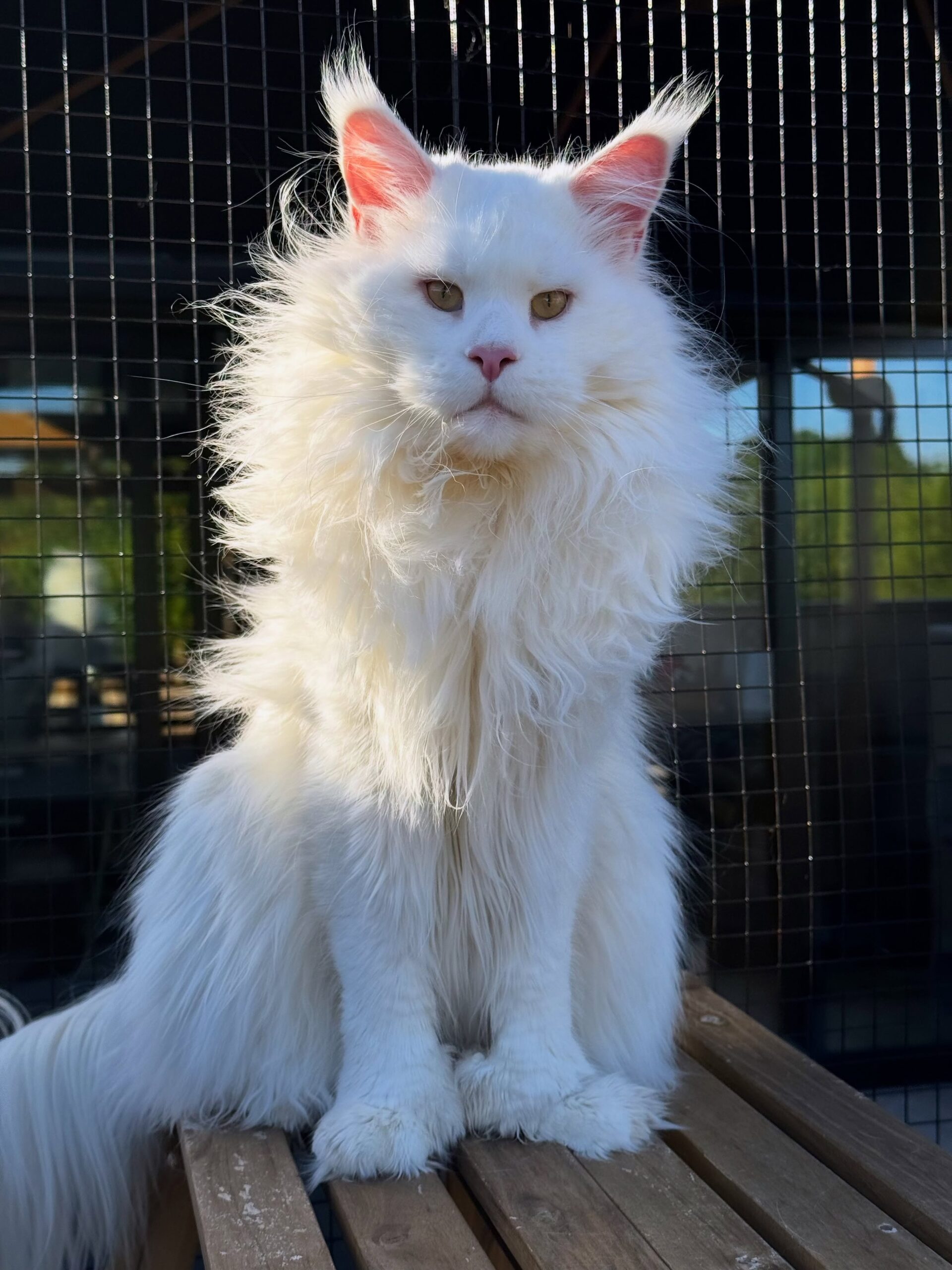 MAINE COON CAT FOR SALE NEAR ME