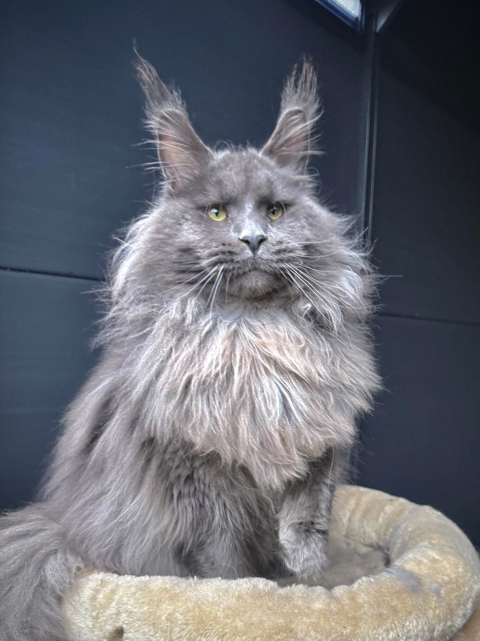 MAINE COON CAT FOR SALE NEAR ME