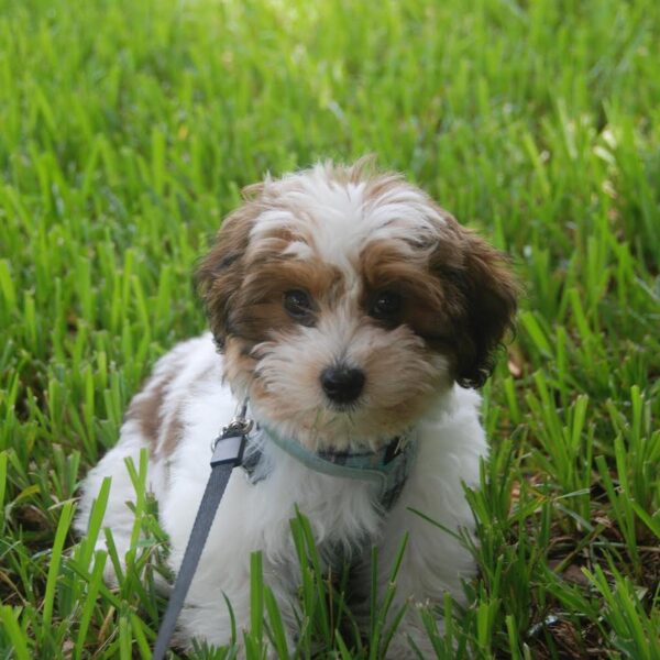 HAVANESE PUPPIES FOR SALE