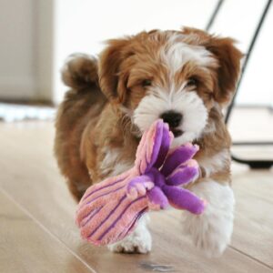 CKC HAVANESE DOG BREEDER
