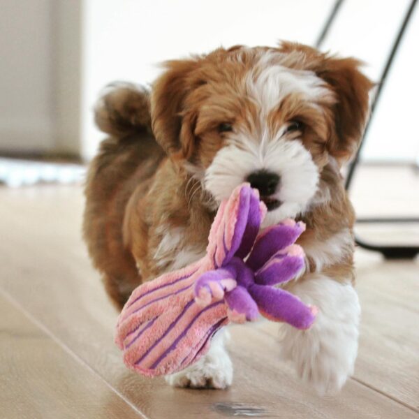 CKC HAVANESE DOG BREEDER