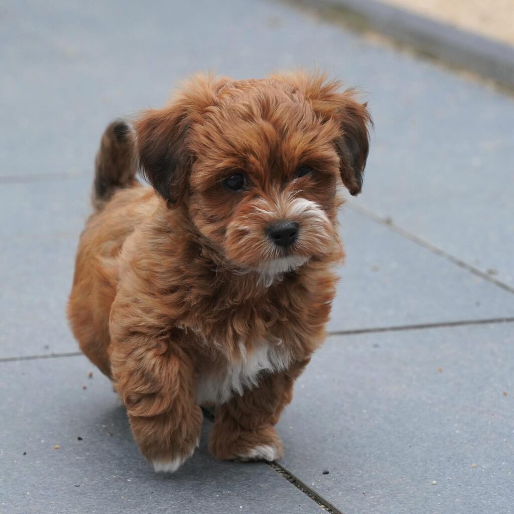 HAVANESE PUPPIES FOR SALE