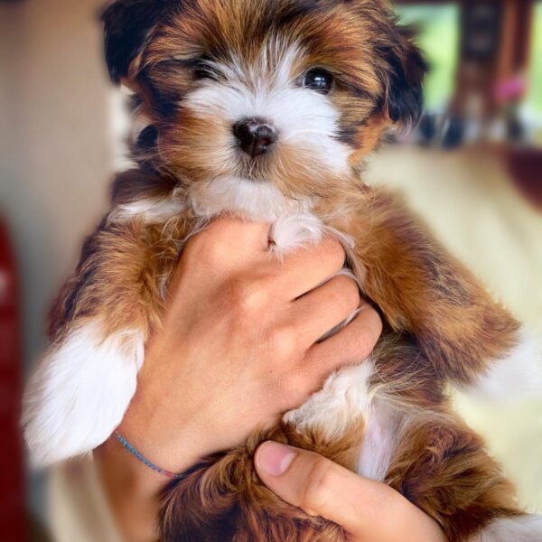 HAVANESE DOG BREEDER NEAR ME