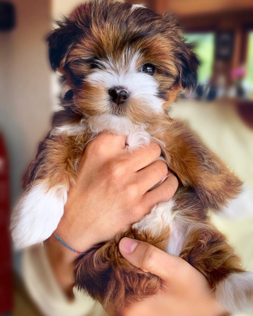 HAVANESE DOG BREEDER NEAR ME