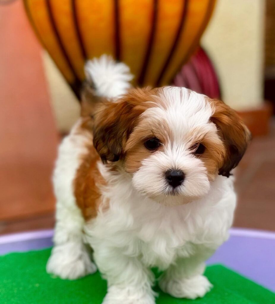 REPUTABLE HAVANESE BREEDER NEAR ME