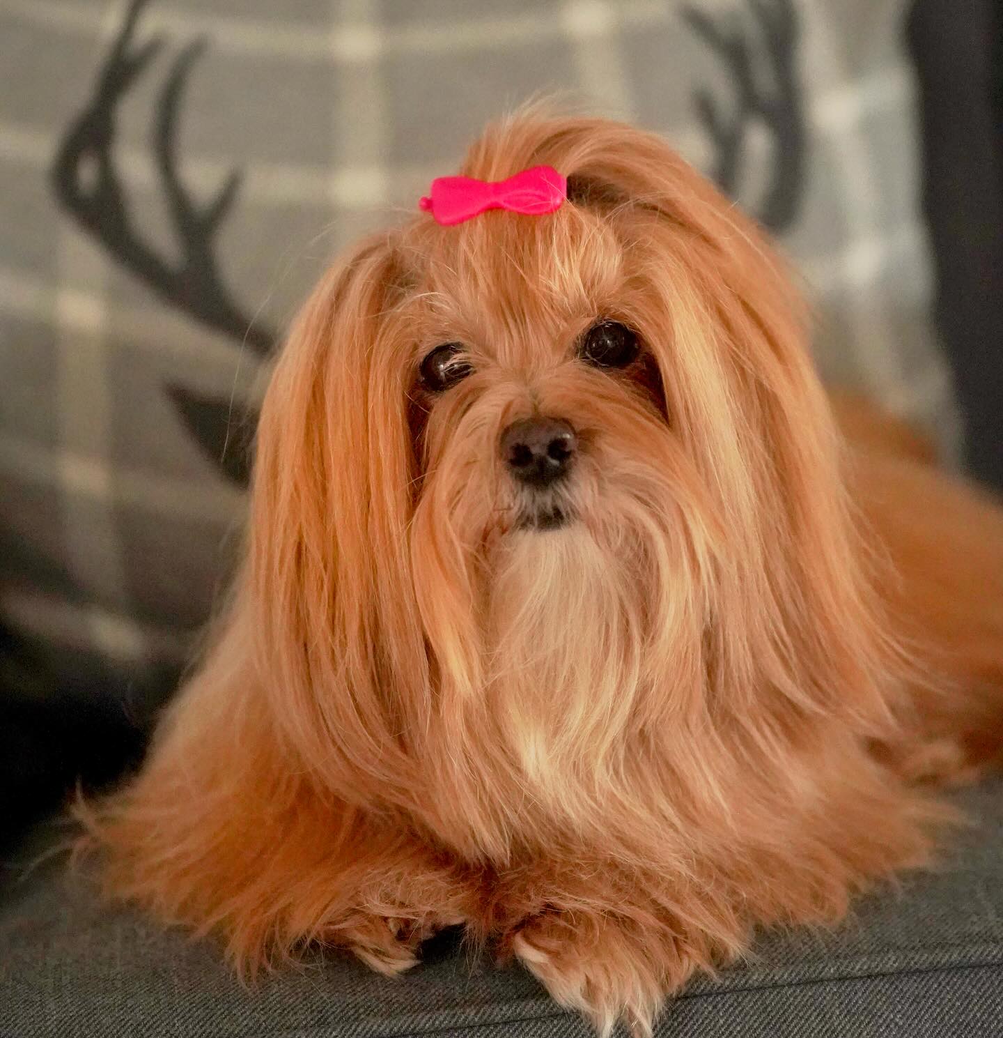 HAVANESE DOG BREEDER NEAR ME