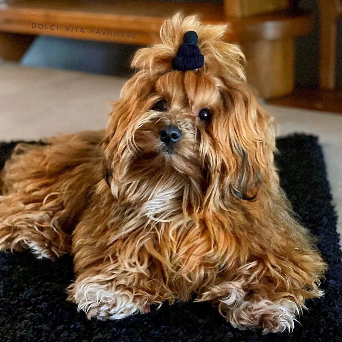 HAVANESE DOG BREEDER NEAR ME