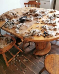 HAVANESE DOG BREEDER