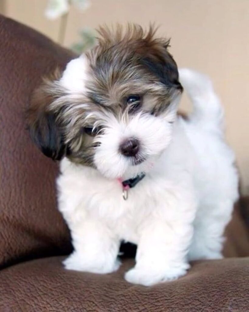 HAVANESE PUPPIES FOR SALE NEAR ME