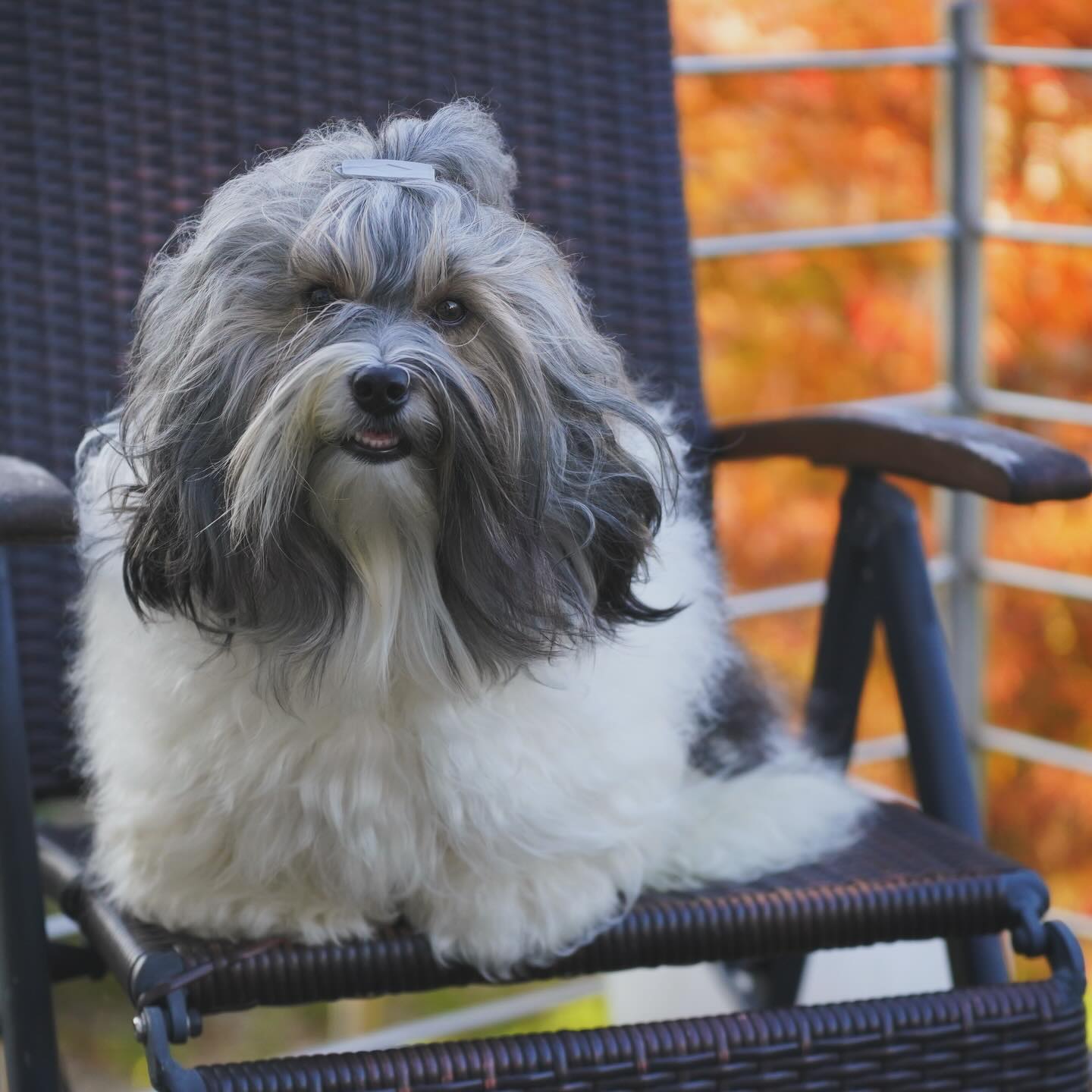 HAVANESE PUPPIES