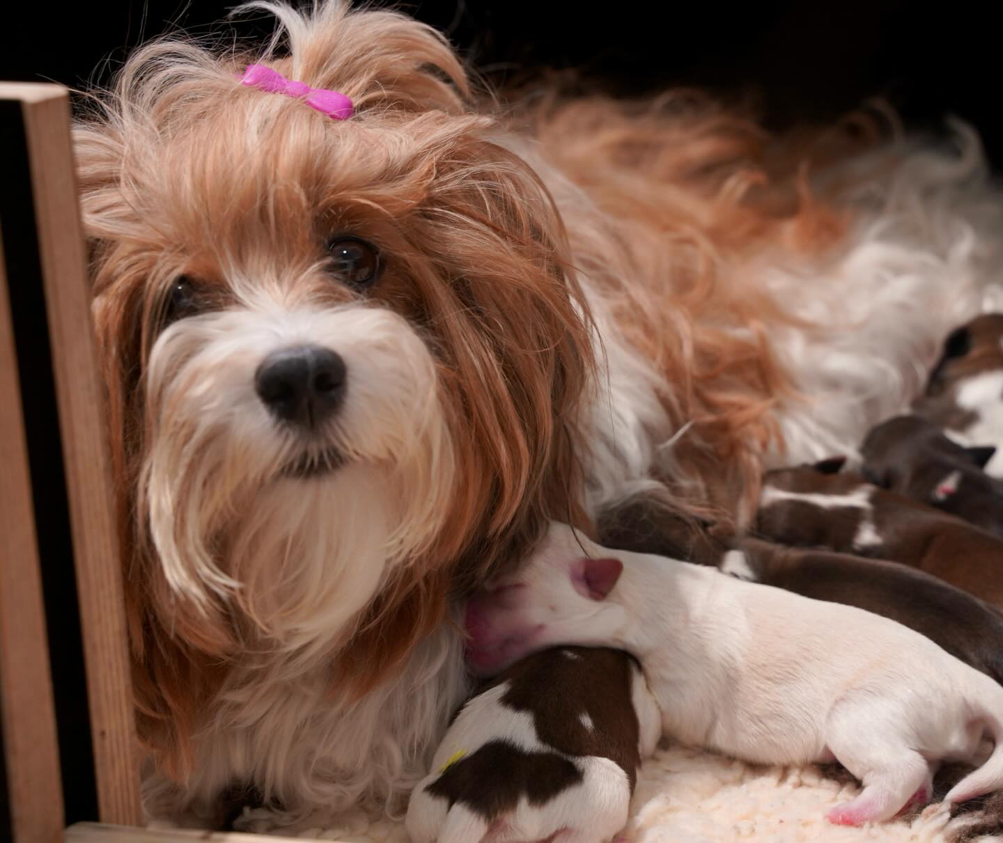 HAVANESE PUPPIES