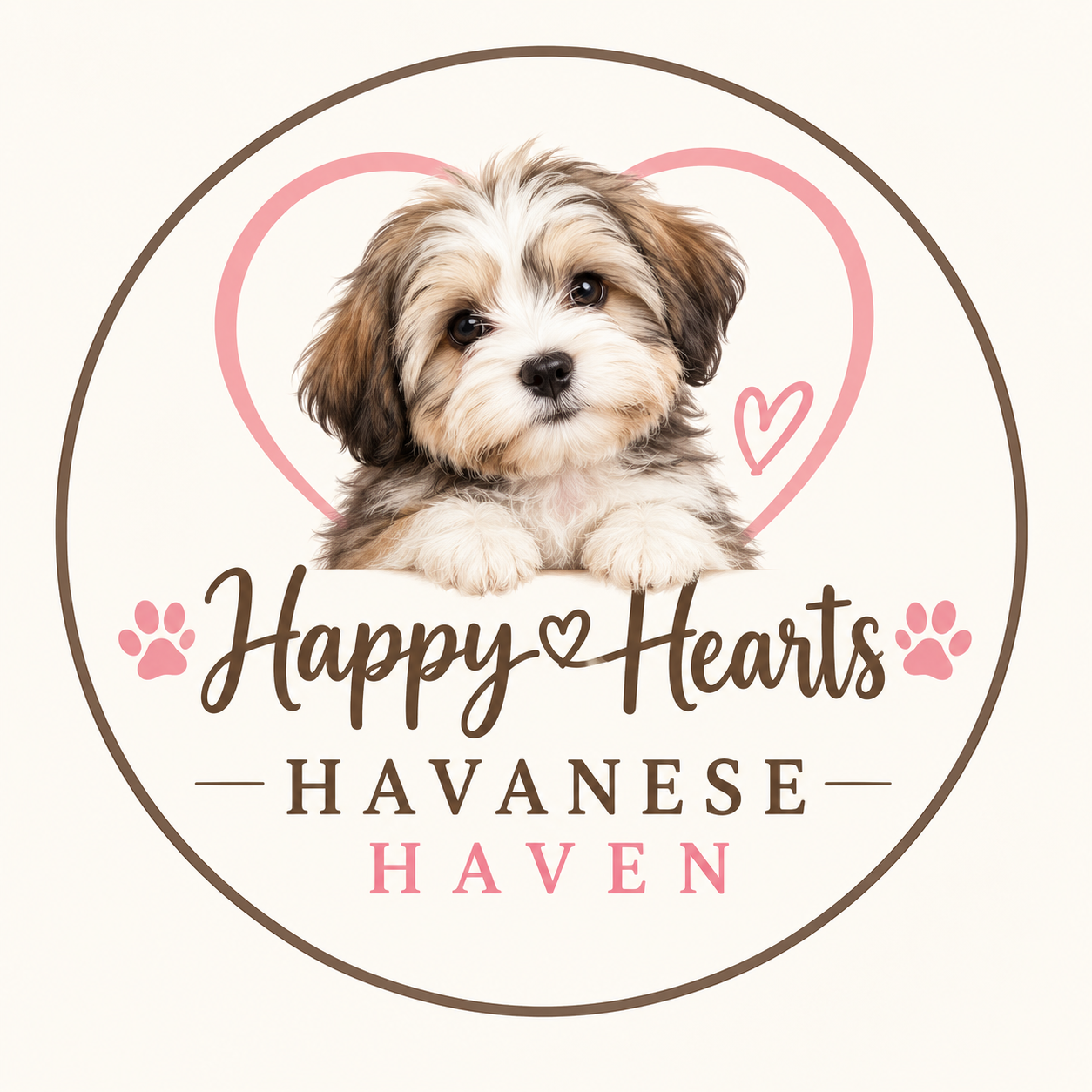 HAVANESE DOG FOR SALE CANADA