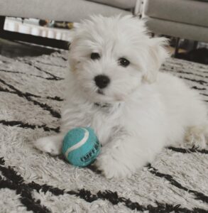 HAVANESE PUPPIES FOR SALE NEAR ME