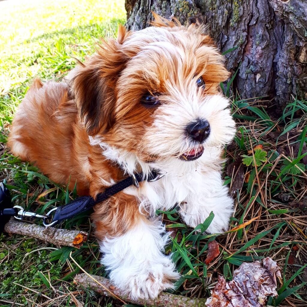 HAVANESE PUPPIES FOR SALE NEAR ME