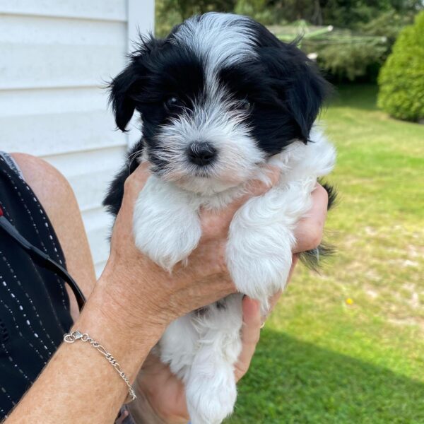 HAVANESE BREEDER CANADA