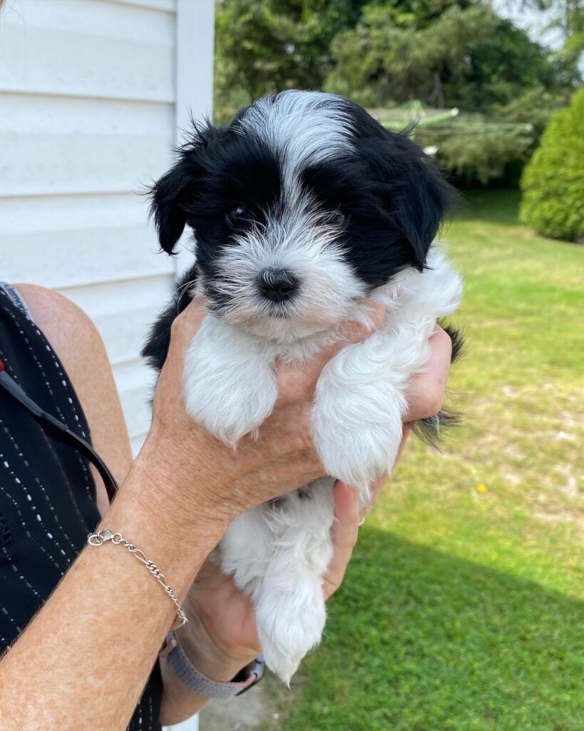 HAVANESE BREEDER CANADA