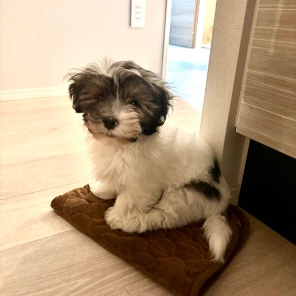HAVANESE BREEDER CANADA